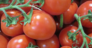 الطماطم تحتوى على الأملاح المعدنية التى يحتاجها جسم الإنسان