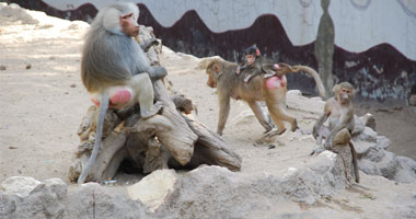 هاجم المئات من القرود ذات الذيل الطويل منازل المواطنين بإندونيسيا