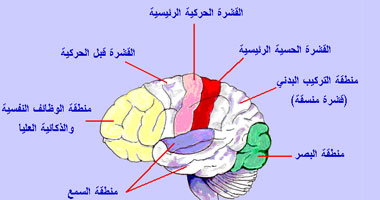 مخ الإنسان