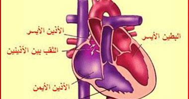 معظم البدناء أظهروا مؤشرات الإصابة بأمراض القلب