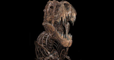 اكتشاف بقايا ديناصورات عشبية ضخمة - صورة أرشيفية